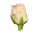 گل رز هلندی لابله